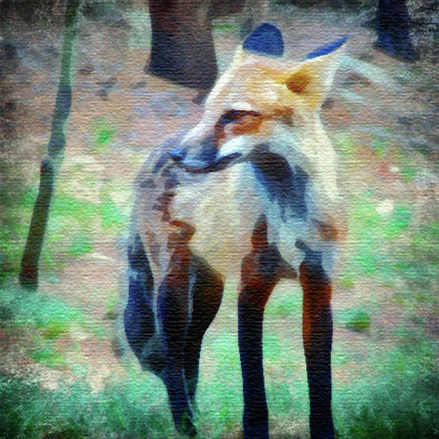 Fox in Watercolor Photograph by Carl Moore