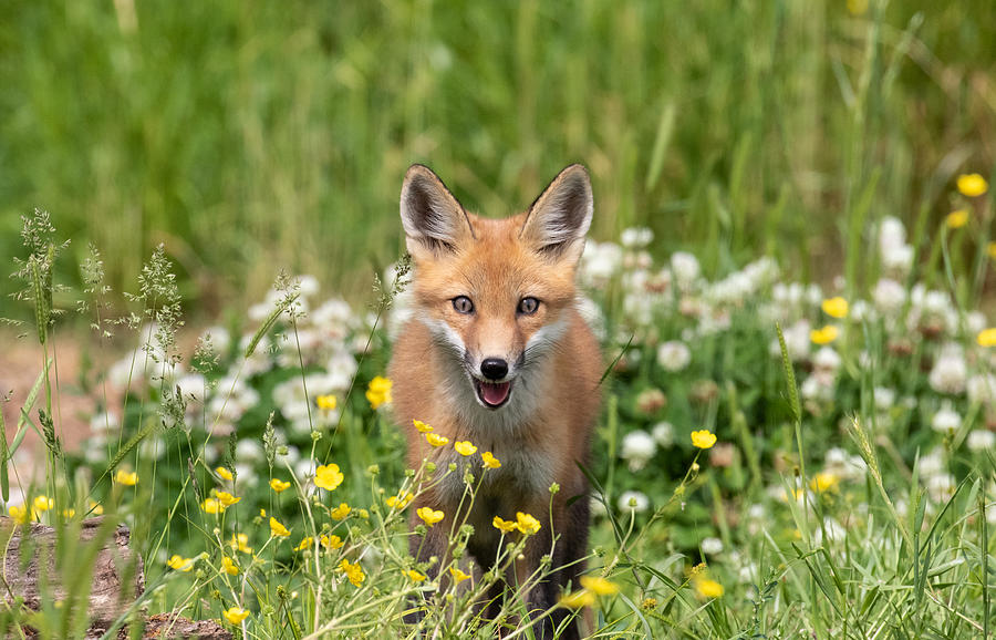 Fox In Wildflowers Photograph By Stacey Reid - Fine Art America