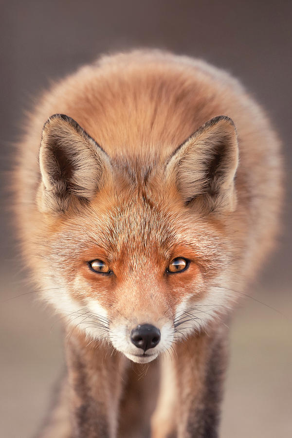 Animal Photograph - Fox in Your Face by Roeselien Raimond