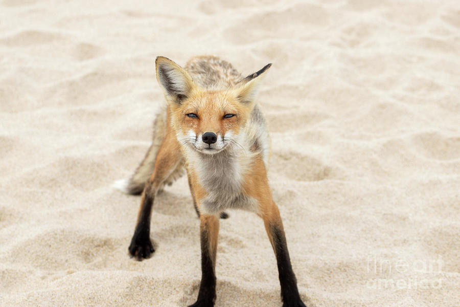Fox on the Beach Photograph by Jeannette Hunt