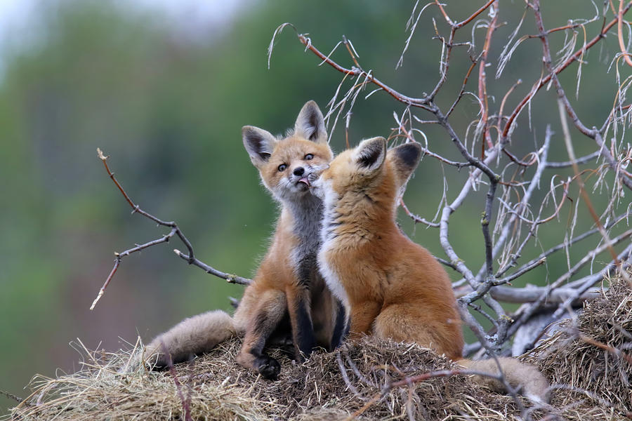 Fox Kiss 2 Photograph by Brook Burling