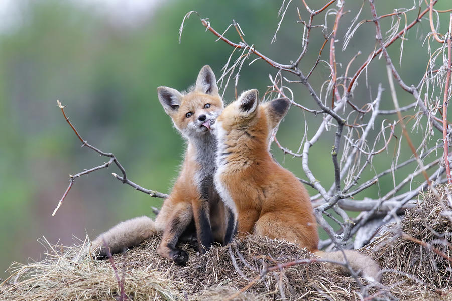 Fox Kiss Photograph by Brook Burling
