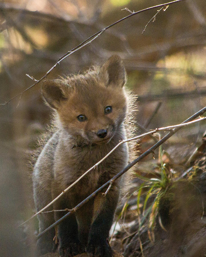 The Quick Brown Fox Jumps Over the Lazy Dog Photograph by Dana AltierJeske Fine Art America