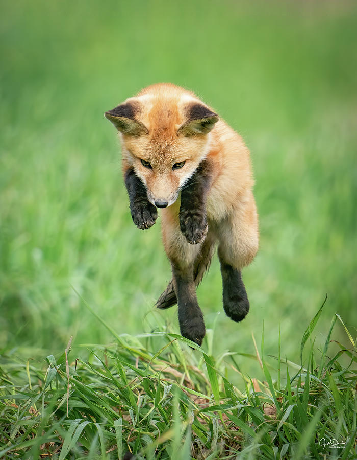 Fox Kit Attack Photograph