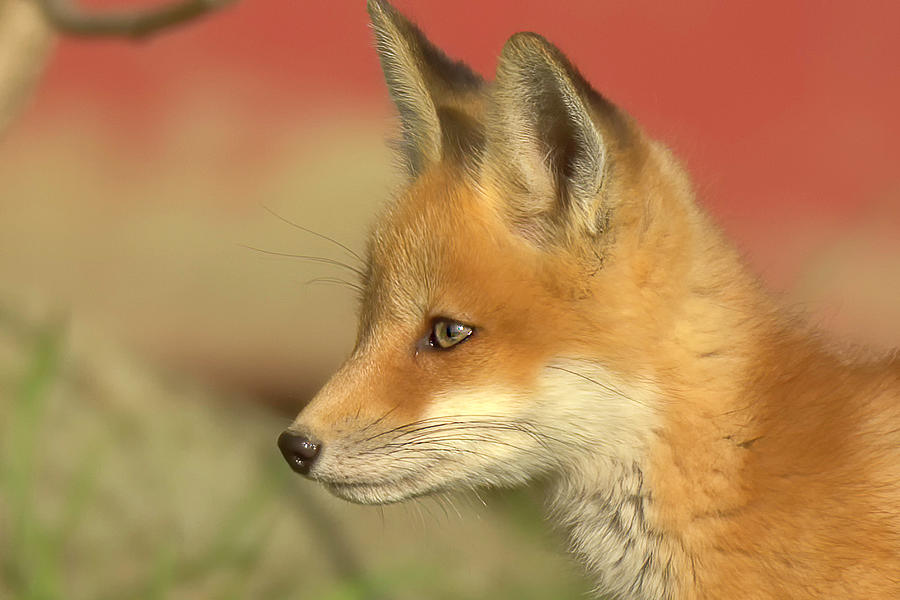 Fox kit Photograph by James Kozak