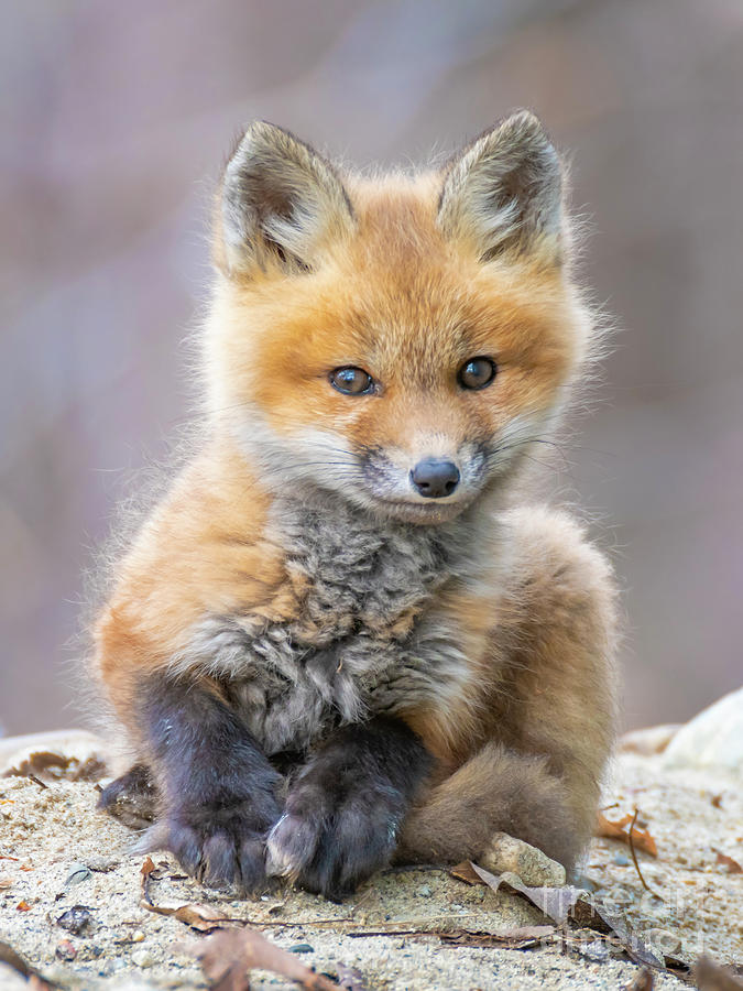 Fox Kit Photograph by Jim Block - Fine Art America