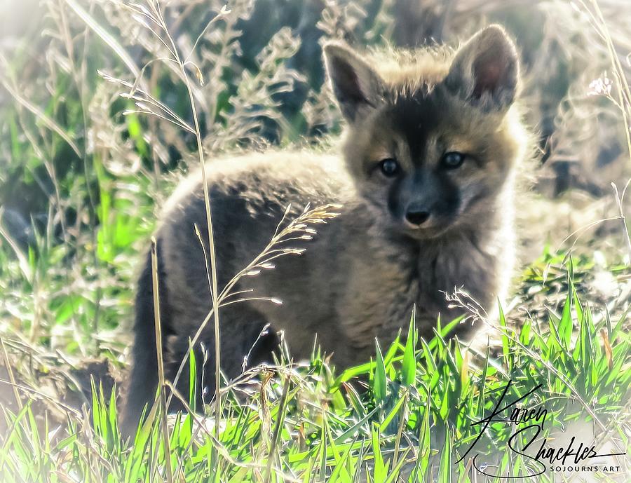 Fox Kit Photograph by Karen Shackles Fox Kit Photograph by Karen Shackles