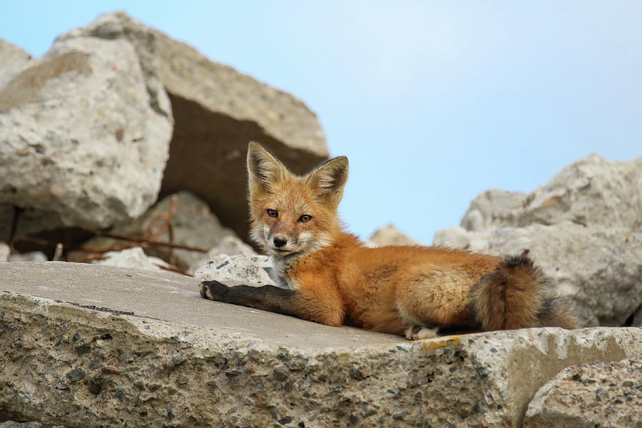 Fox Kit On Rocks Photograph by Brook Burling
