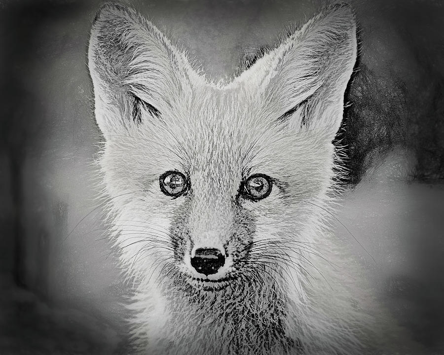 Fox Kit Pencil Photograph by Vicki Stansbury