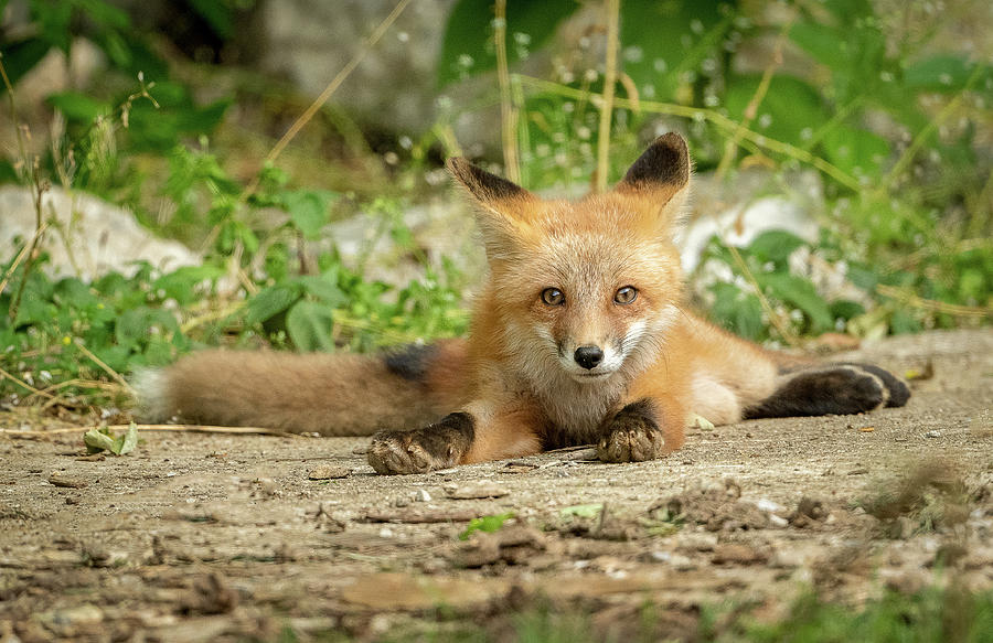 Fox Kit Resting Photograph by Julie Barrick