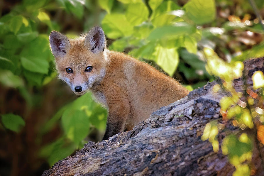 Fox Kit Photograph by Rhonda McClure
