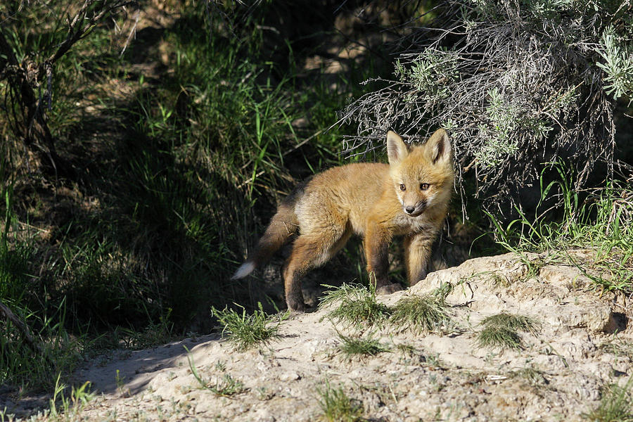 Fox Kit Photograph by Ronnie And Frances Howard