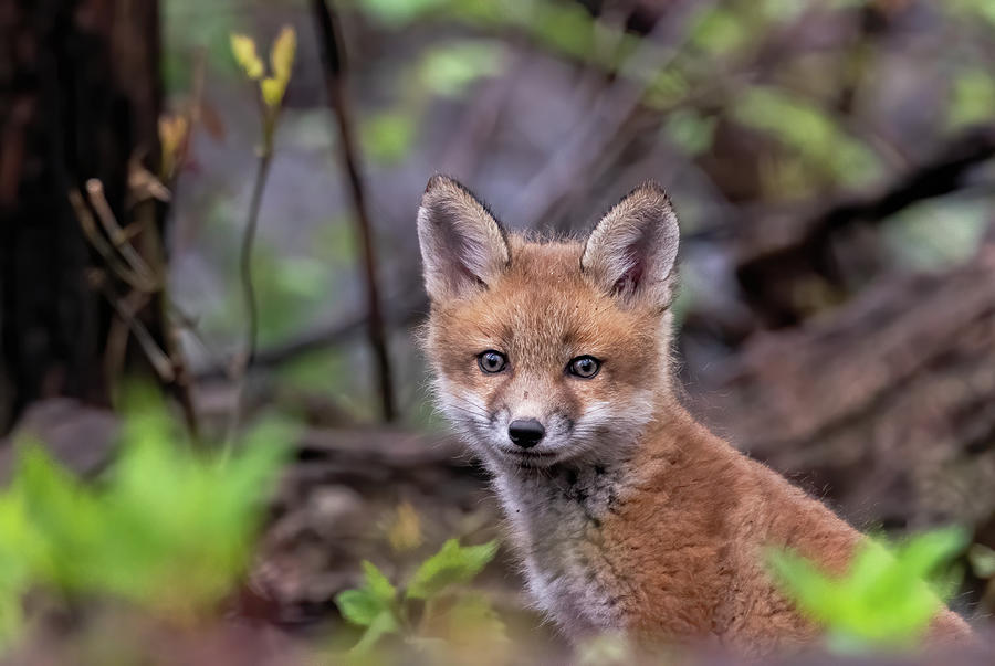 Fox Kit Photograph by Scott Miller - Fine Art America