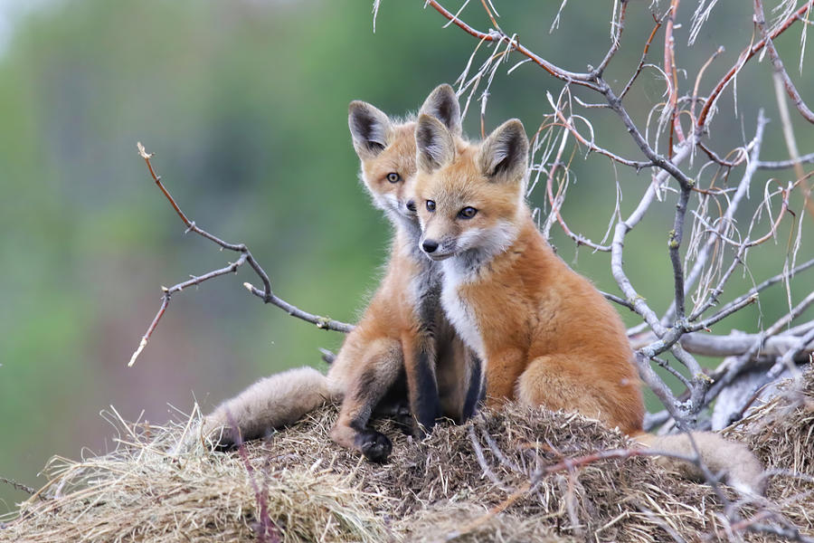 Fox Kit Siblings Photograph by Brook Burling