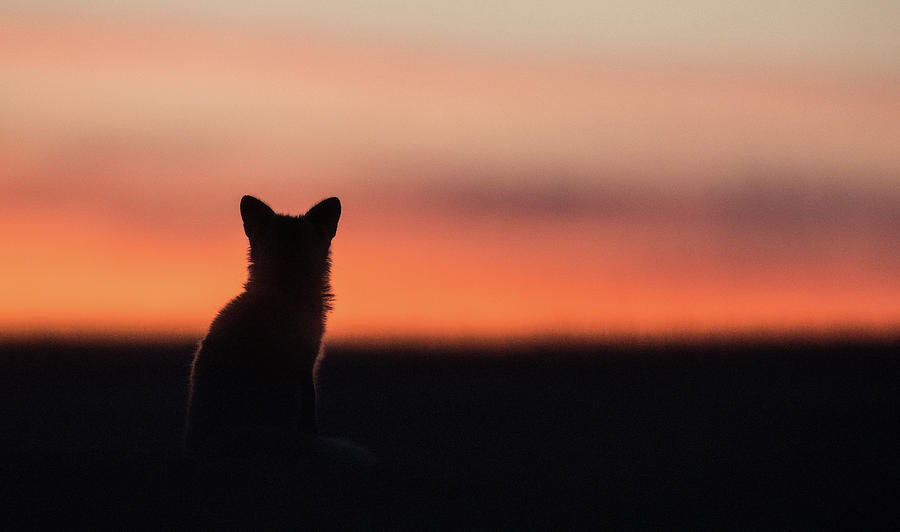 Fox Kit Sunset 2 Photograph by Max Waugh