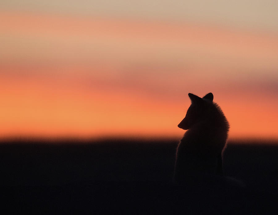 Nature Photograph - Fox Kit Sunset by Max Waugh