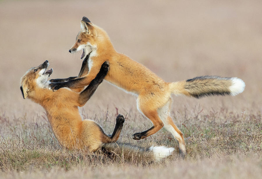 Fox Kit Tackle Photograph by Max Waugh