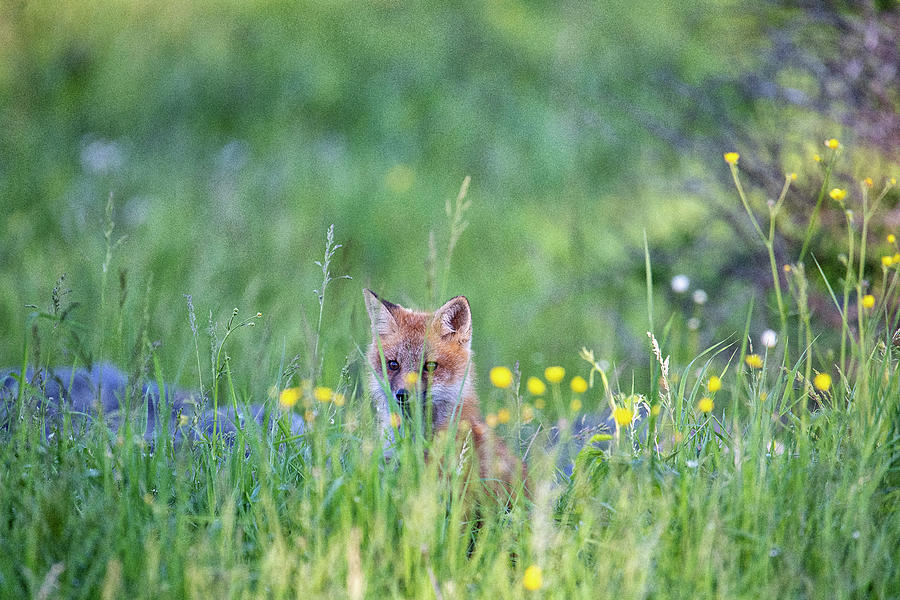 Fox Kits and wild flowers Sugar Hill, New Hampshire Photograph by Bob Doucette