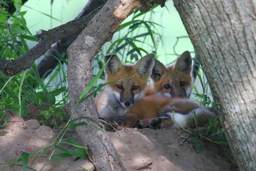 Fox Kits Photograph by Brook Burling