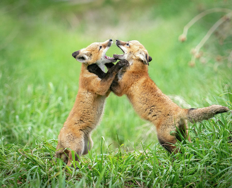Fox kits hugging Photograph by Judi Dressler