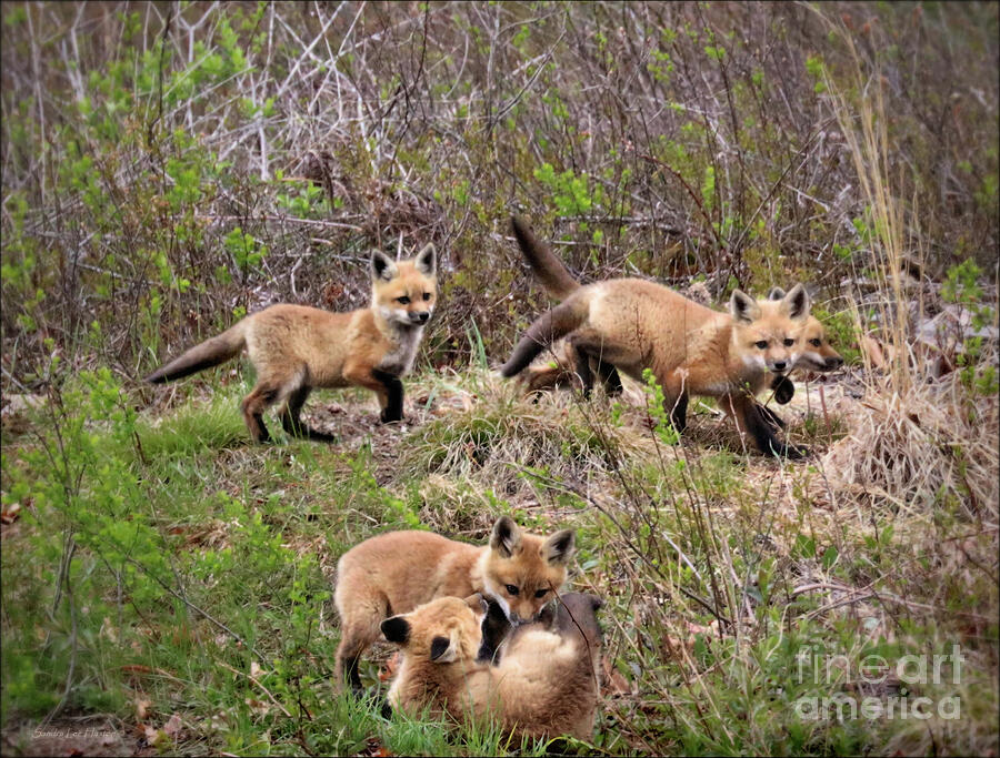 Fox Kits in Spring Photograph by Sandra Huston