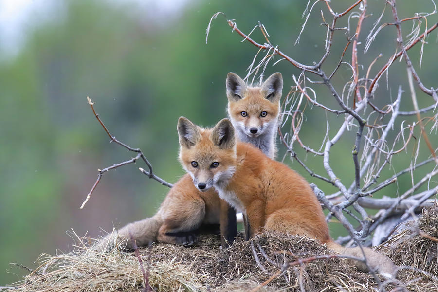 Fox Kits On Den Photograph by Brook Burling