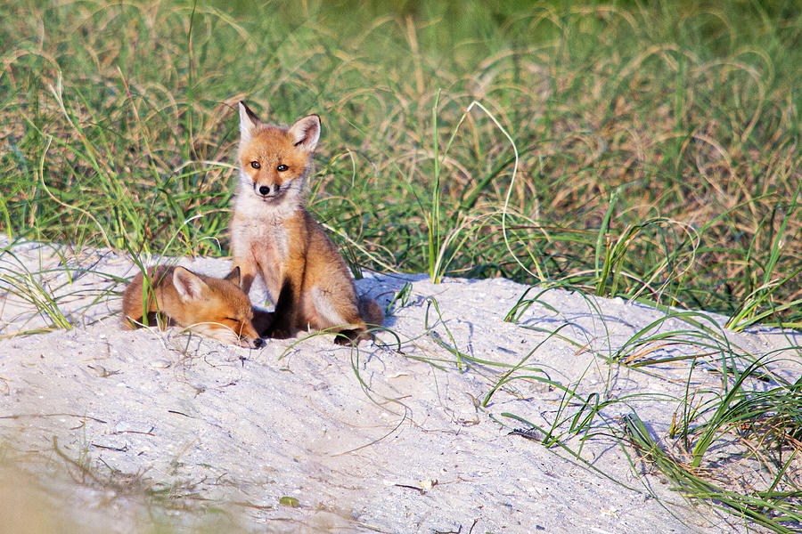 Fox Kits on the Crystal Coast of North Carolina Photograph by Bob Decker