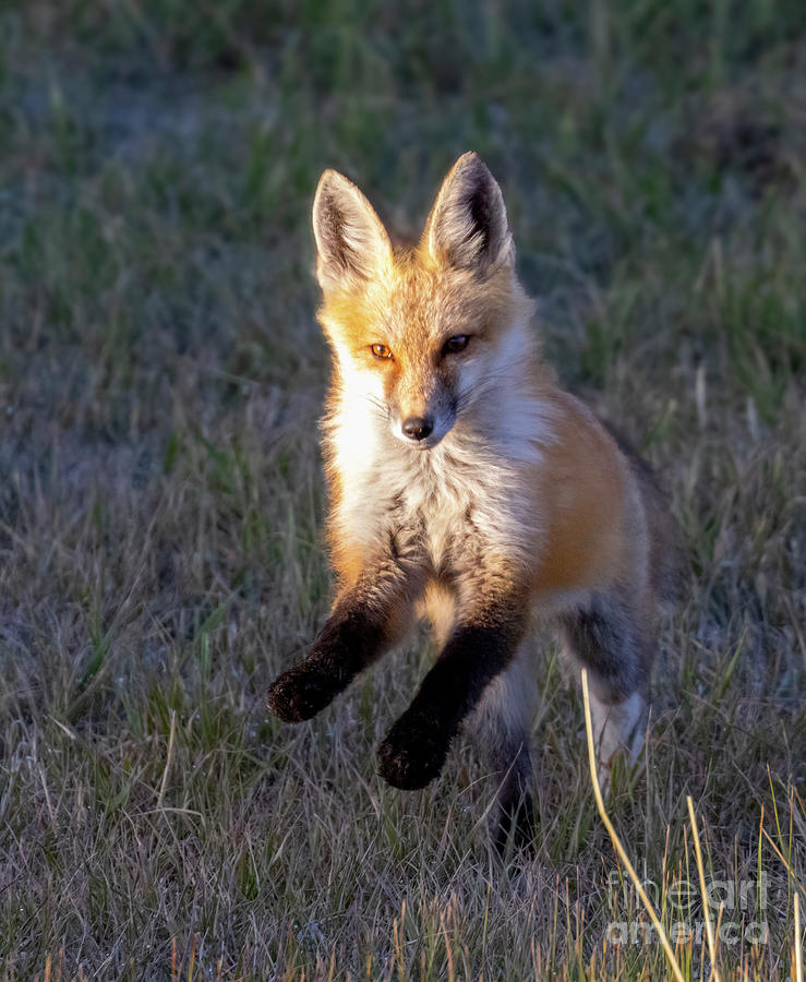 Fox Kits on the Run Photograph by Steven Krull