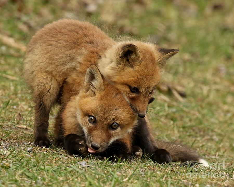 Fox kits wrestle  Photograph by Heather King
