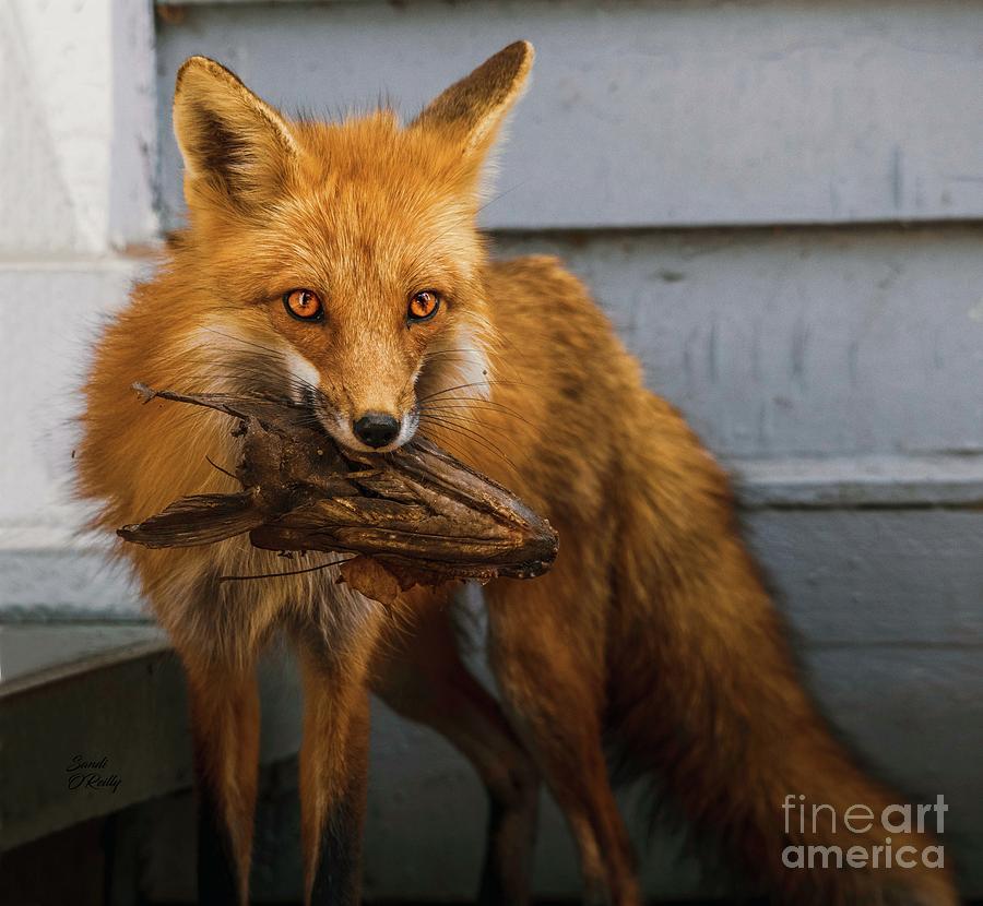Fox Leather Shoe Toy Photograph by Sandi OReilly