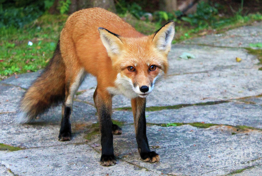 Animal Photograph - Fox Looking for Food by Nina Silver