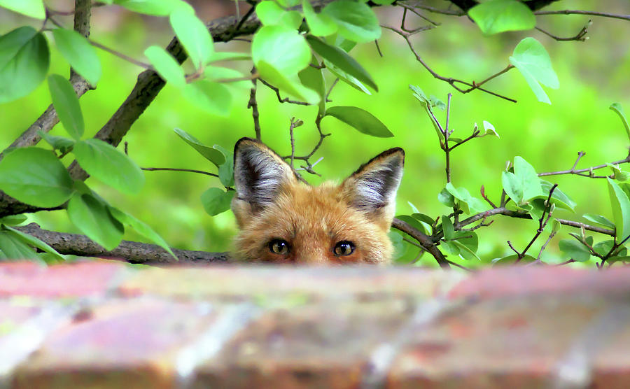 Fox Photograph - Fox looking over wall by Kile Smith