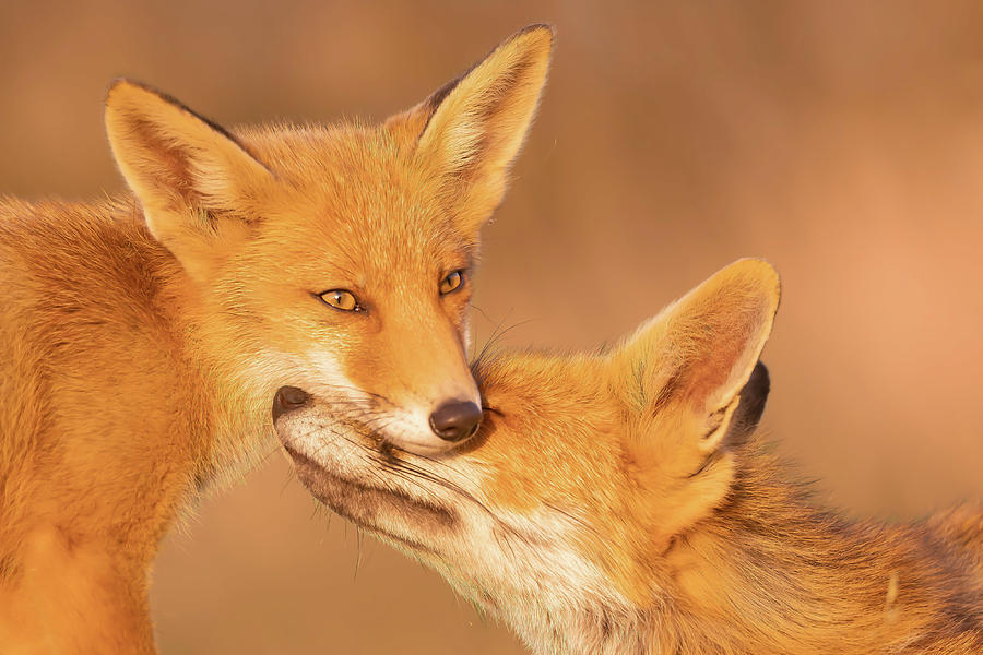 Mothers Day Photograph - Fox Love  -  Foreverendeaver by Roeselien Raimond