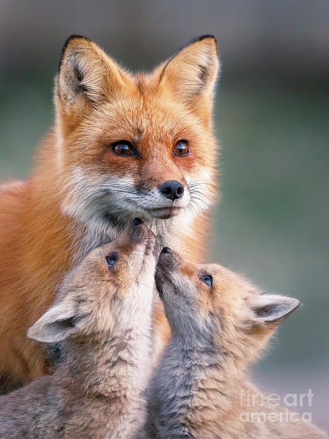 Fox love Photograph by Rudy Viereckl