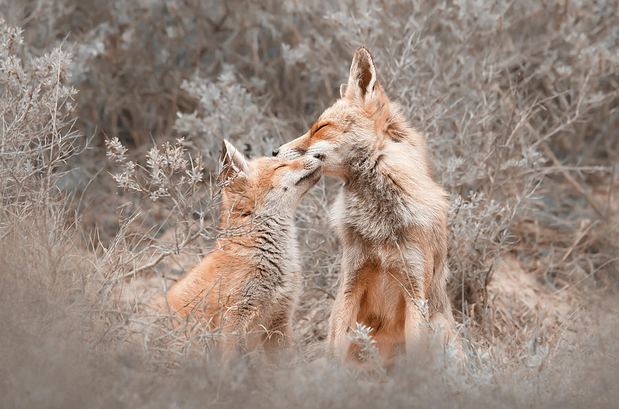 Fox Photograph - Fox Love Series - Connection by Roeselien Raimond