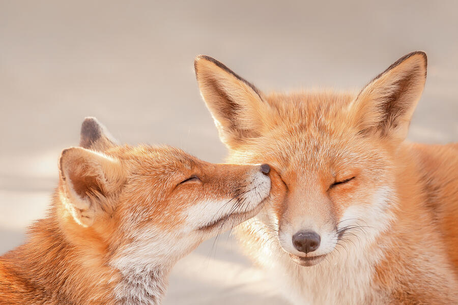 Fox Photograph - Fox Love Series - Happy Valentines Day by Roeselien Raimond