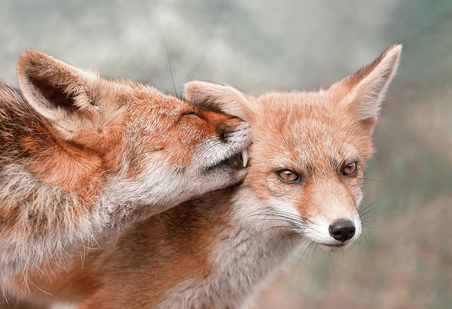 Fox Photograph - Fox Love Series - Love Bite by Roeselien Raimond