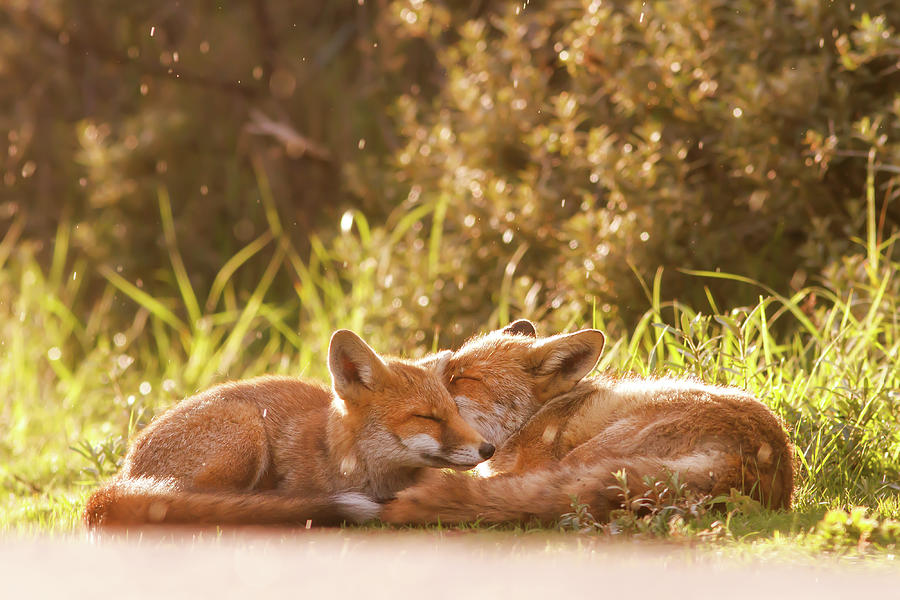 Valentines Day Photograph - Fox Love Series - Sun Kissed by Roeselien Raimond