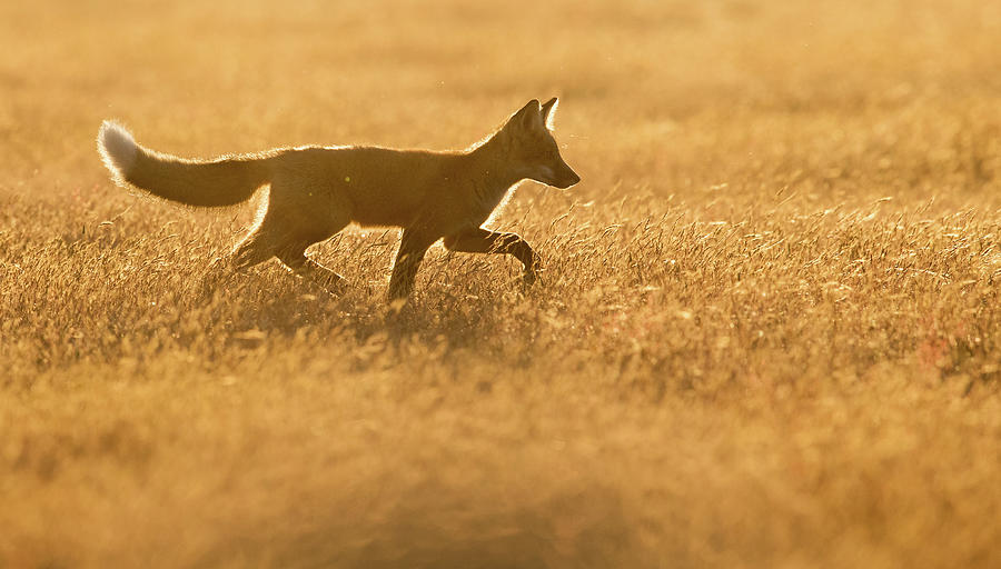 Fox Meadow Photograph by Max Waugh