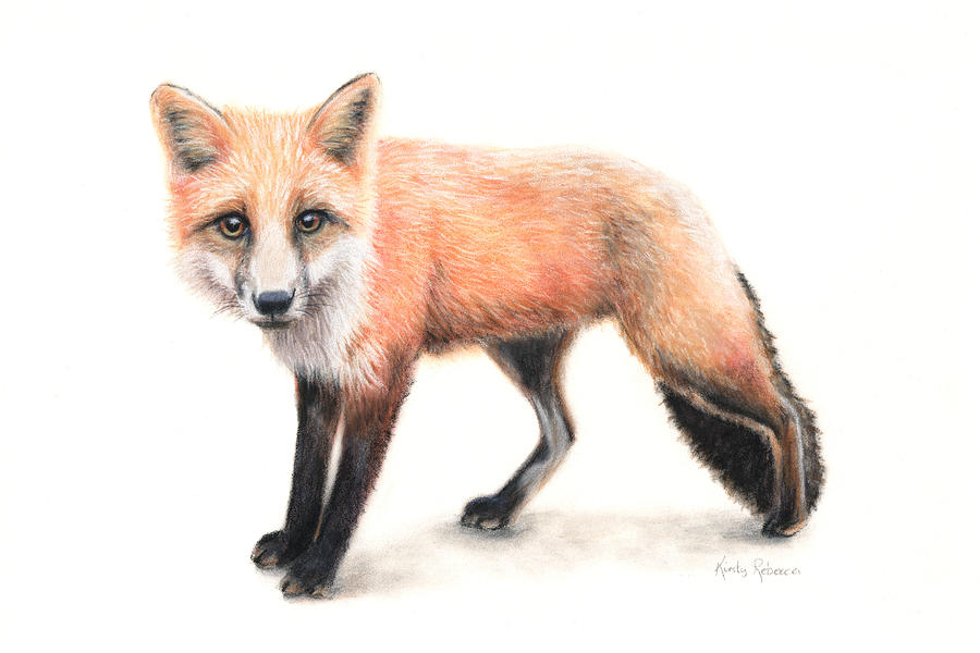 Fox #1 Drawing by Kirsty Rebecca