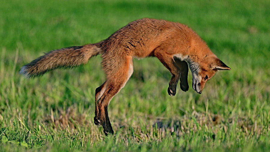 Fox On The Hunt - Pouncing On Prey Photograph