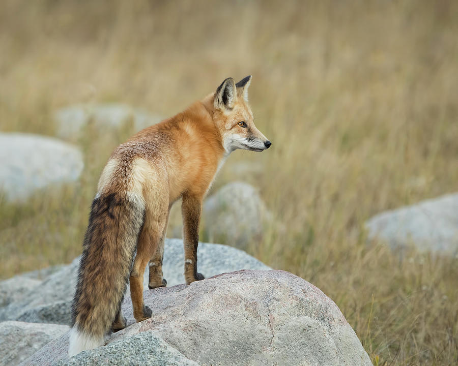 Fox On the Rocks Photograph by CR Courson