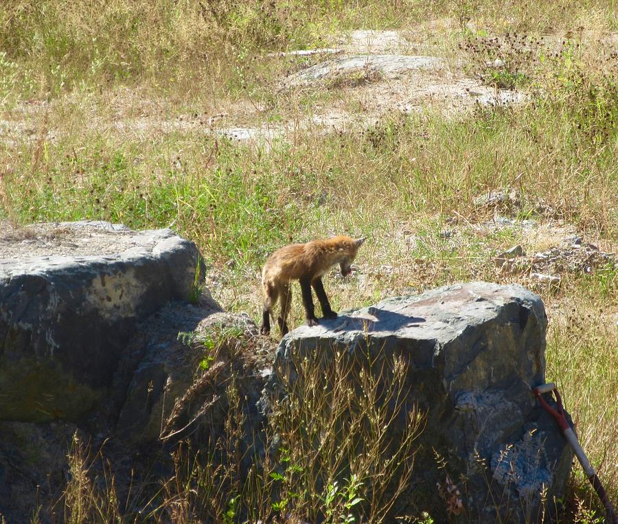 Fox on the Rocks Photograph by Stephanie Moore