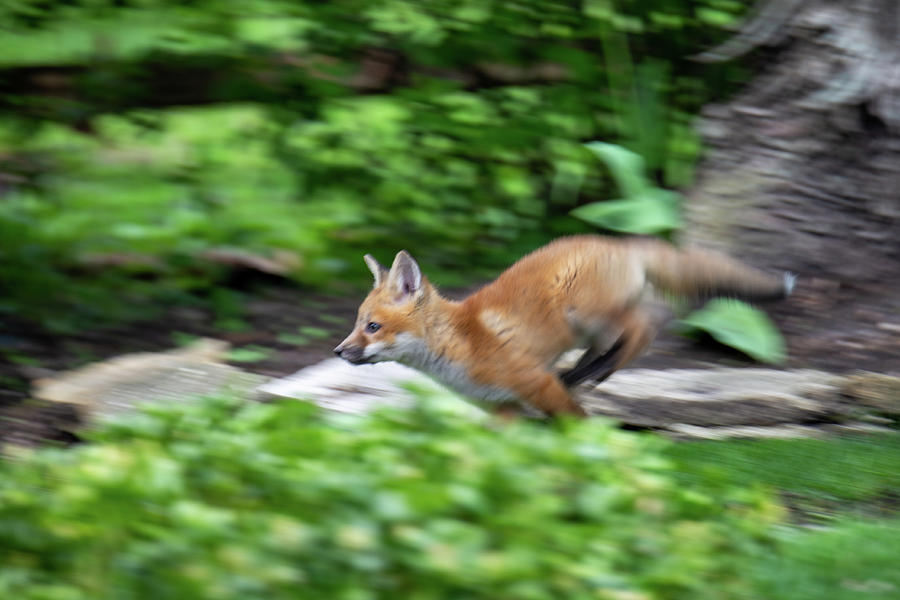 Fox on the Run Photograph by Lauri Novak