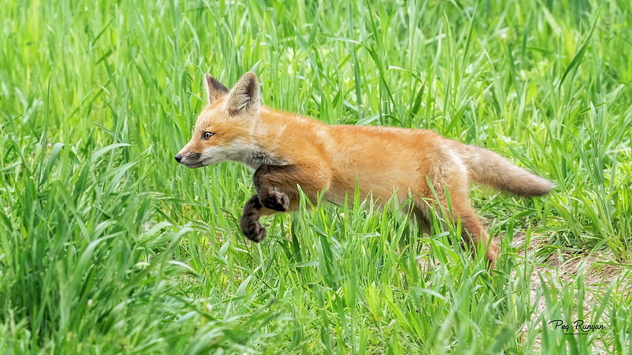 Fox on the Run Photograph by Peg Runyan