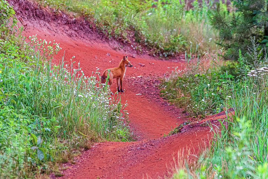 Fox On The Trail Photograph