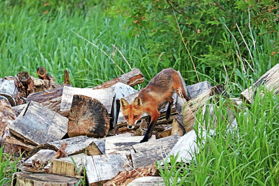 Fox In The Woodpile Photograph by Debbie Oppermann