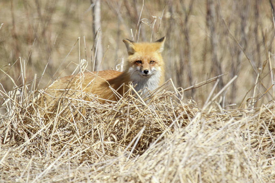 Fox Overlook Photograph by Brook Burling
