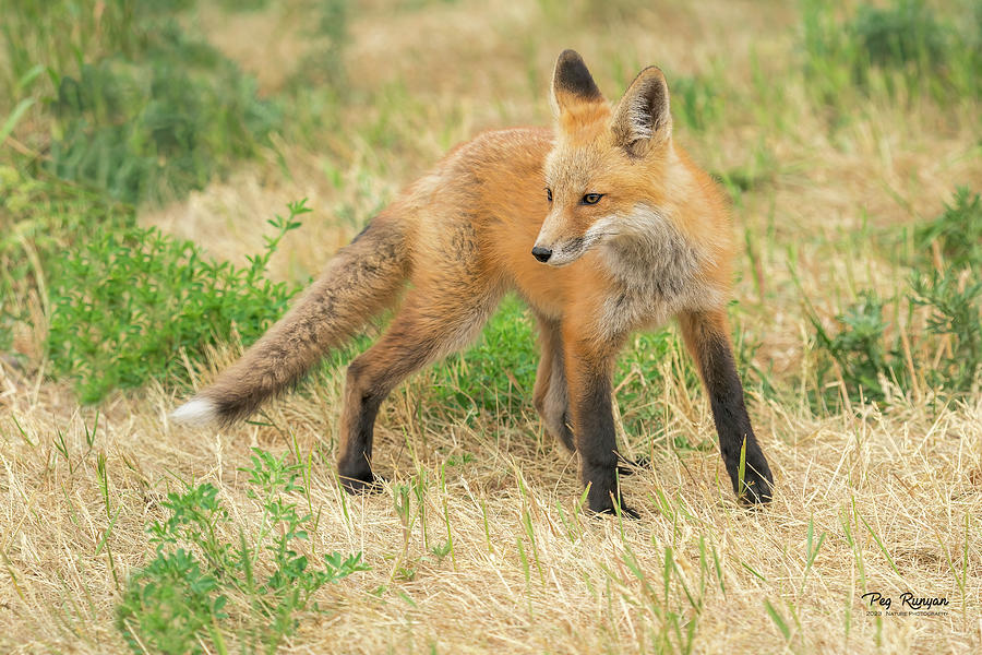 Fox Photograph by Peg Runyan