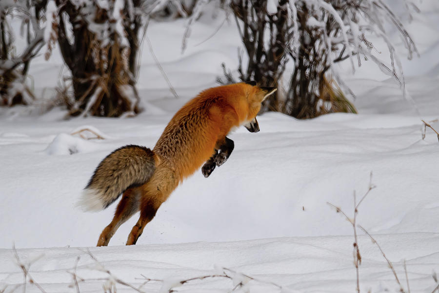 Fox Pouncing Photograph by Paul Freidlund